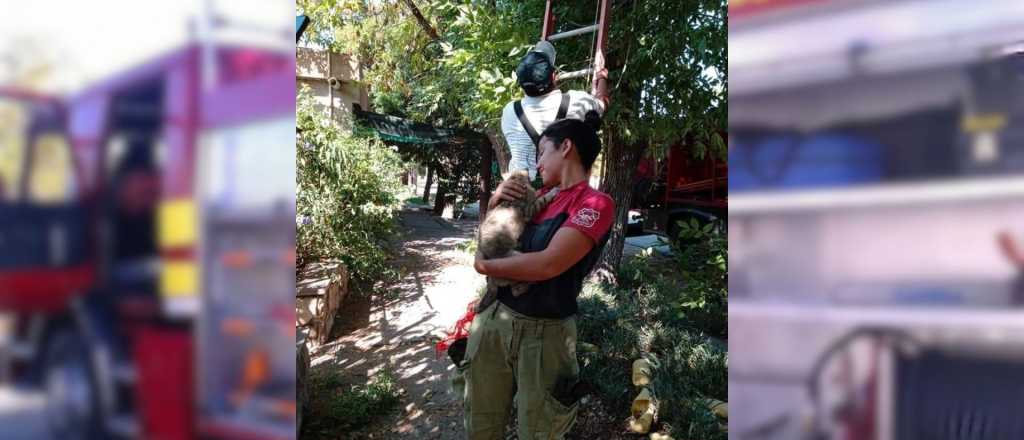 Saquearon un cuartel de bomberos en el sur provincial