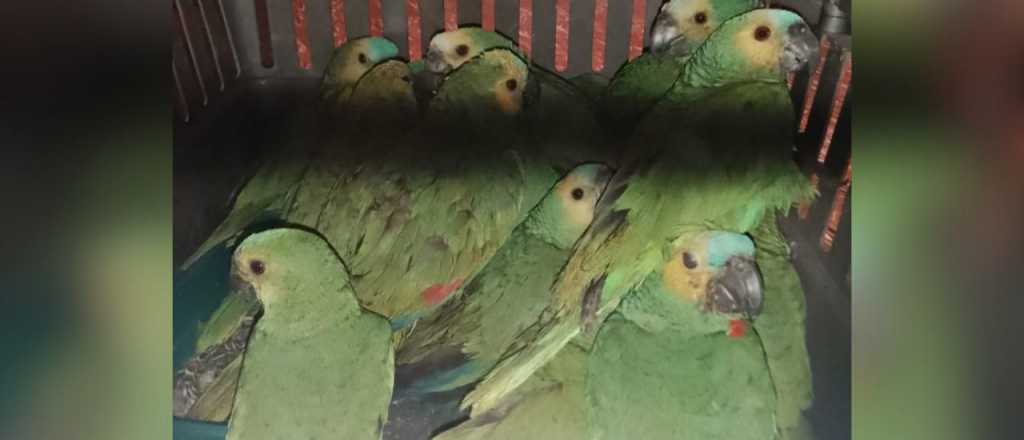 Tráfico ilegal: rescataron más de 60 aves hacinadas y desnutridas en Lavalle