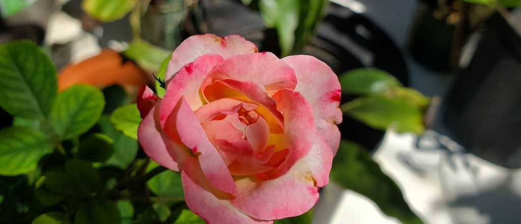 Cuándo conviene sembrar rosas en tu jardín