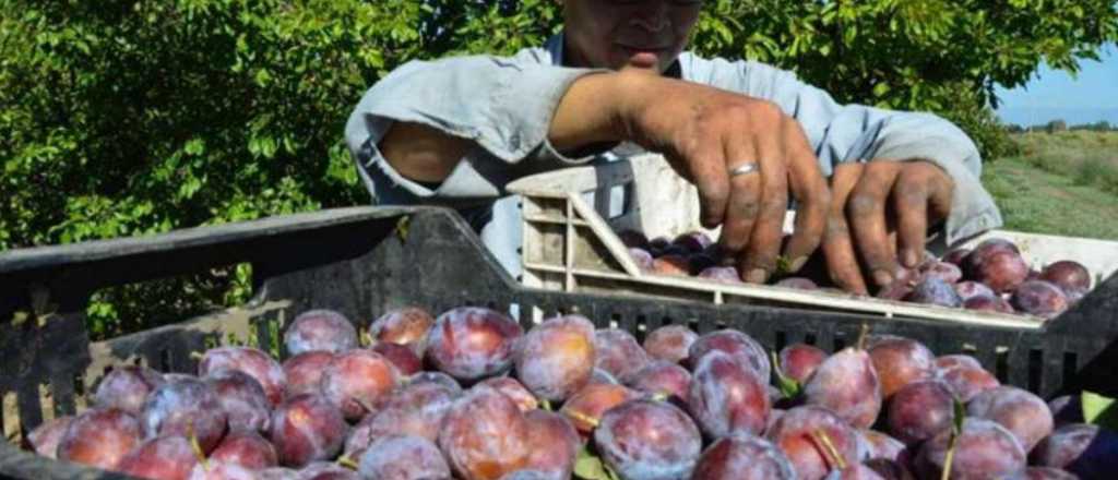 Mendoza busca potenciar la ciruela con la mira puesta en China