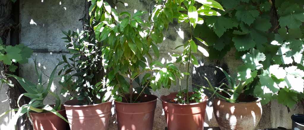 Cuál es la mejor época para plantar durazno en tu jardín