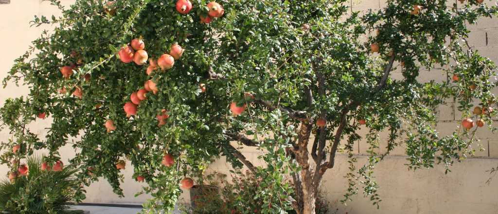 Cuál es la mejor época para plantar un árbol de granada en tu patio