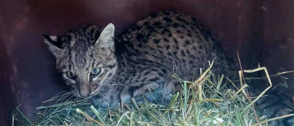 Un gato montés fue rescatado en el Este de Mendoza