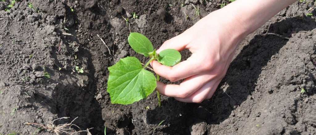 El fertilizante definitivo que se aplica cada 15 días