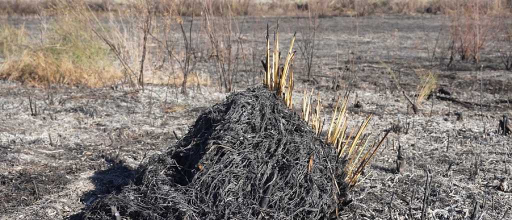 Un incendio afectó más de 20 hectáreas en una reserva del Sur provincial