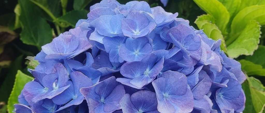 Qué época es mejor para sembrar hortensias en tu jardín