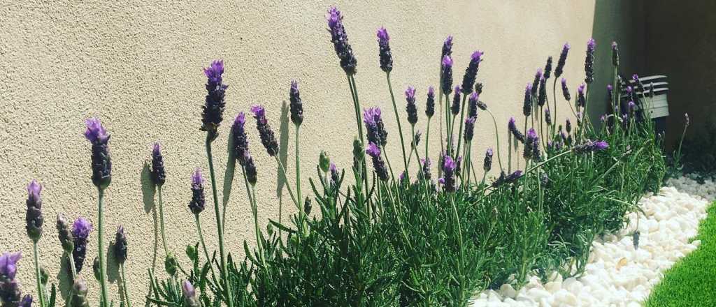 Cuál es la mejor época para plantar lavanda en tu jardín