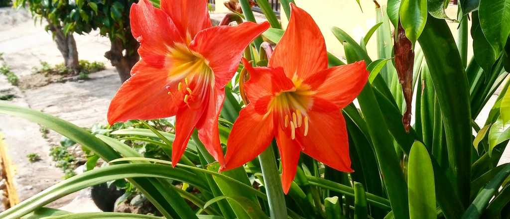 Cuál es la mejor época del año para sembrar un lirios en tu jardín