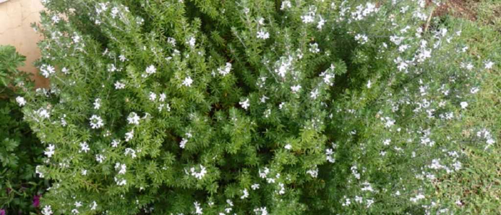 Cuándo conviene sembrar westringia en tu jardín