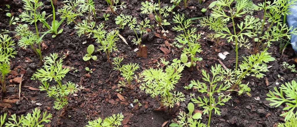 Cuál es la mejor época del año para sembrar zanahorias en tu jardín