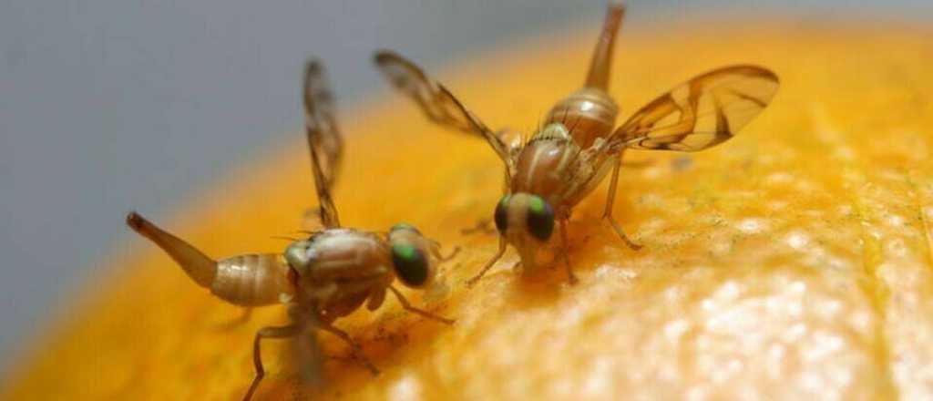 Declaran emergencia por la mosca de los frutos en Tupungato