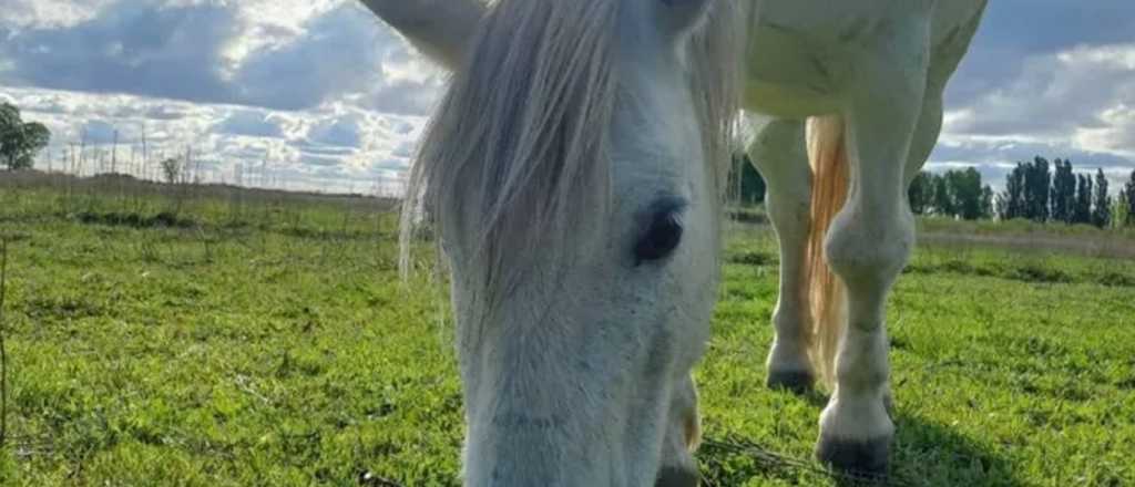 Preocupación en San Martín por ola de robos y faena de caballos 