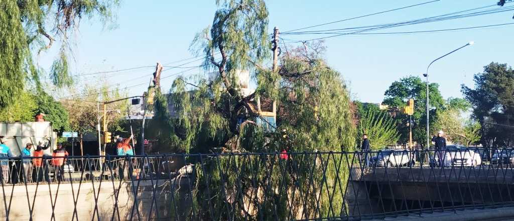 Se cayó un árbol en la Costanera, pero no aplastó a nadie