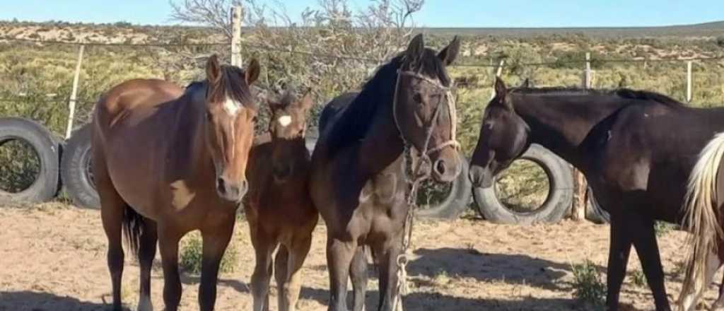 Caballos faenados: serían tres ladrones y "uno muy hábil con la cuchilla"