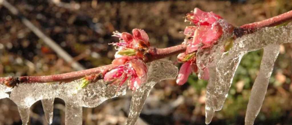 Valle de Uco: estiman que la helada de este jueves se llevó el 15% de la producción