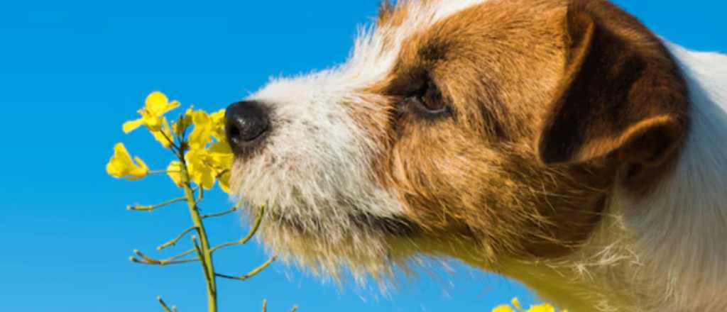 ¡Atención! Estas plantas podrían ser tóxicas para tus mascotas