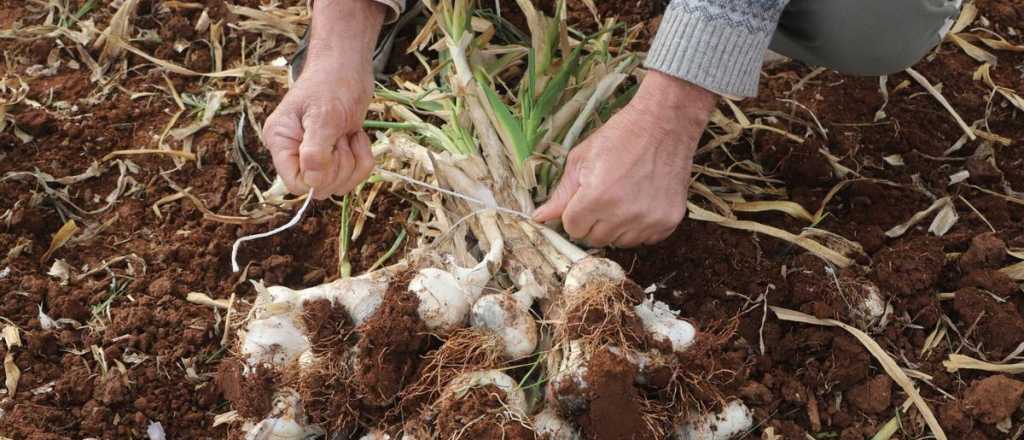 Cuánto cobrarán por día los cosechadores de ajo de Mendoza