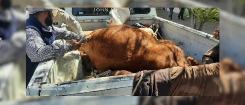 Tres detenidos en San Carlos por robar una vaca y la cría