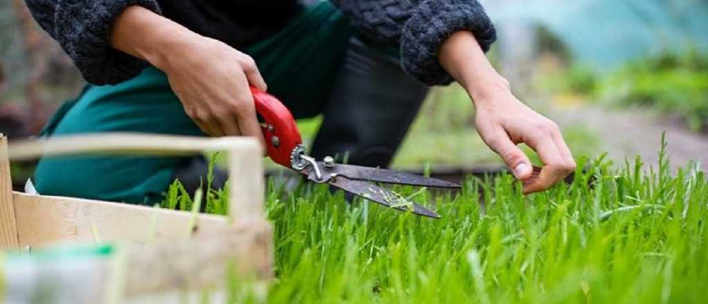 El truco definitivo para revivir el pasto de tu jardín en verano