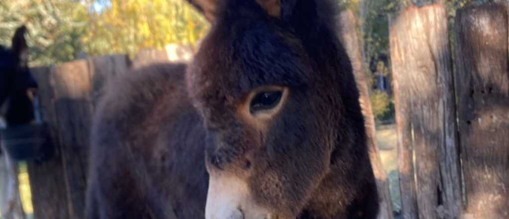 Encontraron muerta a la burra que era buscada en San Carlos