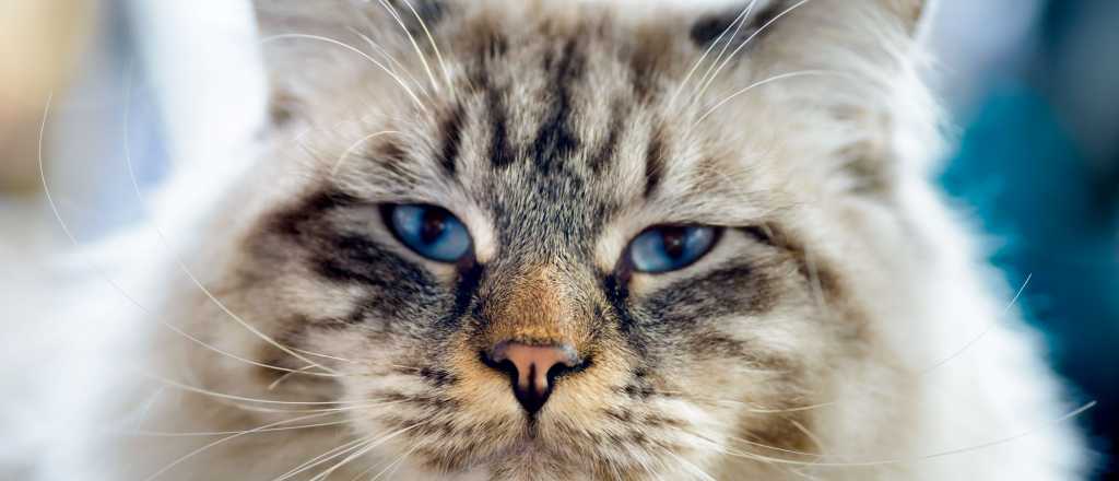 Mascotas ¿Cómo evitar que nuestros gatos se enfermen?