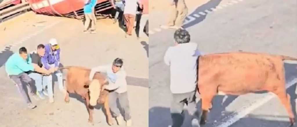 Video: volcó un camión jaula en la ruta y vecinos carnearon las vacas