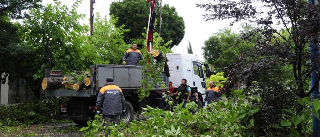 La tormenta dejó árboles caídos en San Rafael y Uspallata