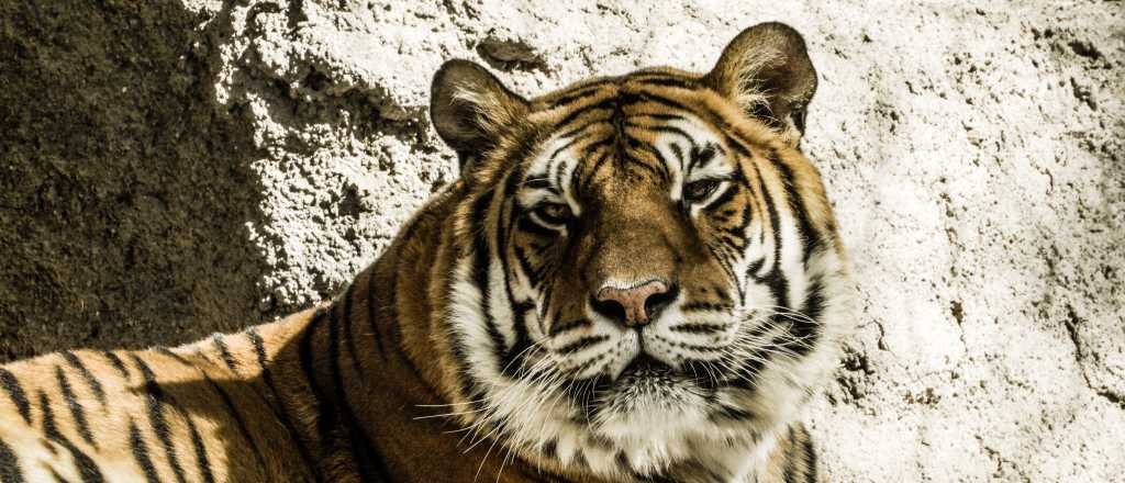 Trasladan a los EEUU al último tigre de bengala del Ecoparque