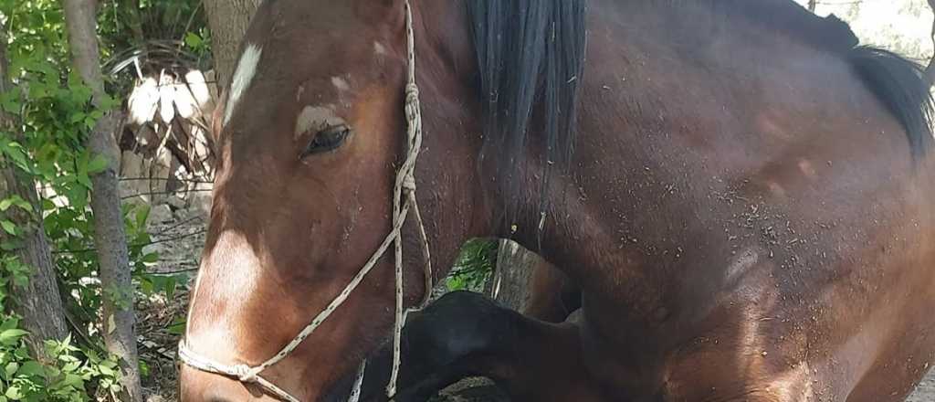 Murió Ágata, la yegua brutalmente golpeada en el Sur provincial