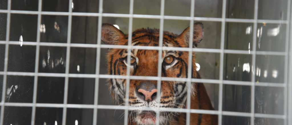 Video: la tigresa de bengala del ex Zoo de Mendoza fue trasladada a un santuario