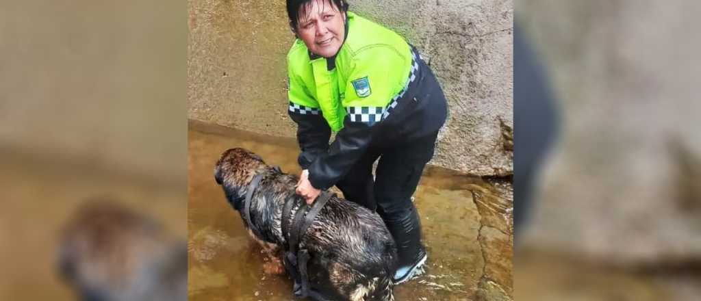 Una municipal rescató a un perro que se había caído a un canal, en San Martín