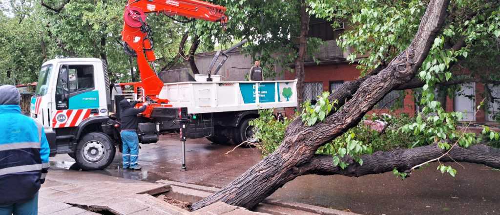 Se cayó otro árbol: corte de tránsito frente al Hospital Pereyra