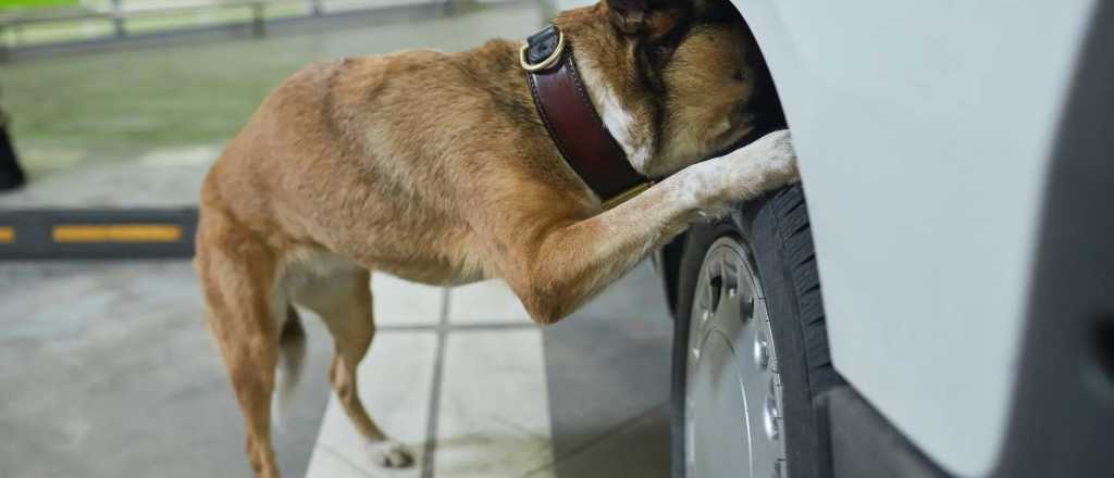 Los motivos por los que los perros orinan las ruedas