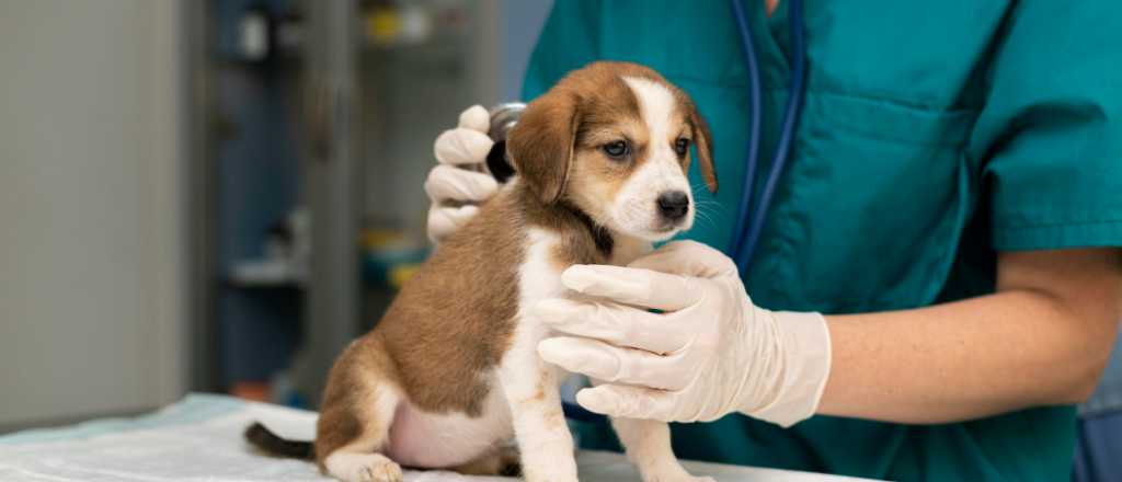 Piden prisión para un concejal por ejercer ilegalmente medicina veterinaria