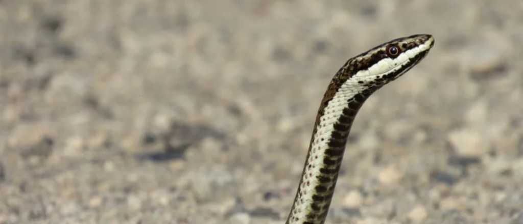 Una víbora causó un apagón en Mendoza