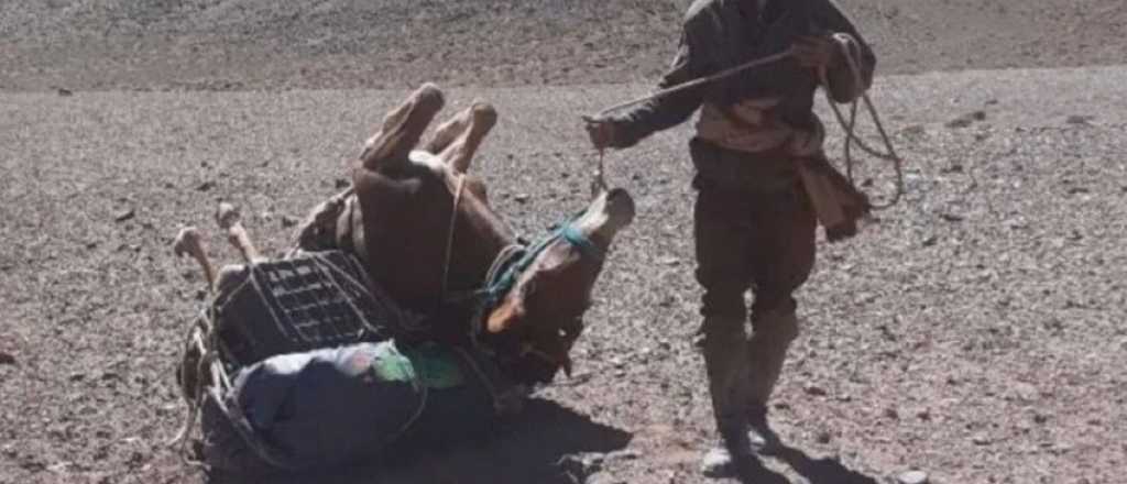 ONG denuncia "negocio millonario" en el maltrato animal en Aconcagua