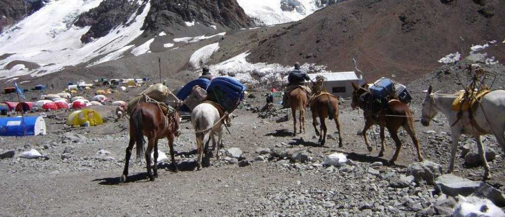 Denuncian maltrato animal en el Aconcagua con un durísimo video