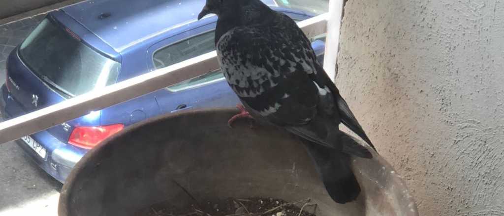 Así podés ahuyentar las palomas de tu balcón