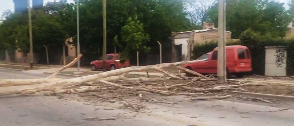 Se cayó un árbol en Guaymallén y los autos usaron la vereda para pasar