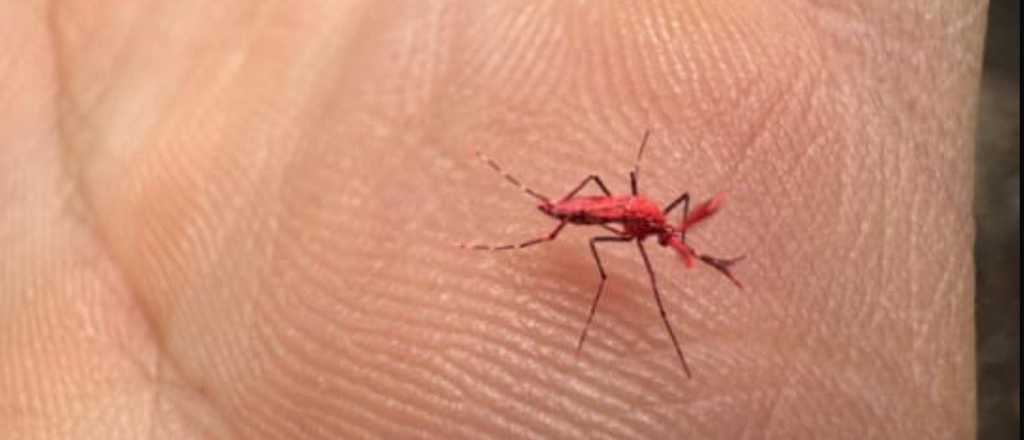 Así son los mosquitos que liberó el Iscamen para combatir el dengue