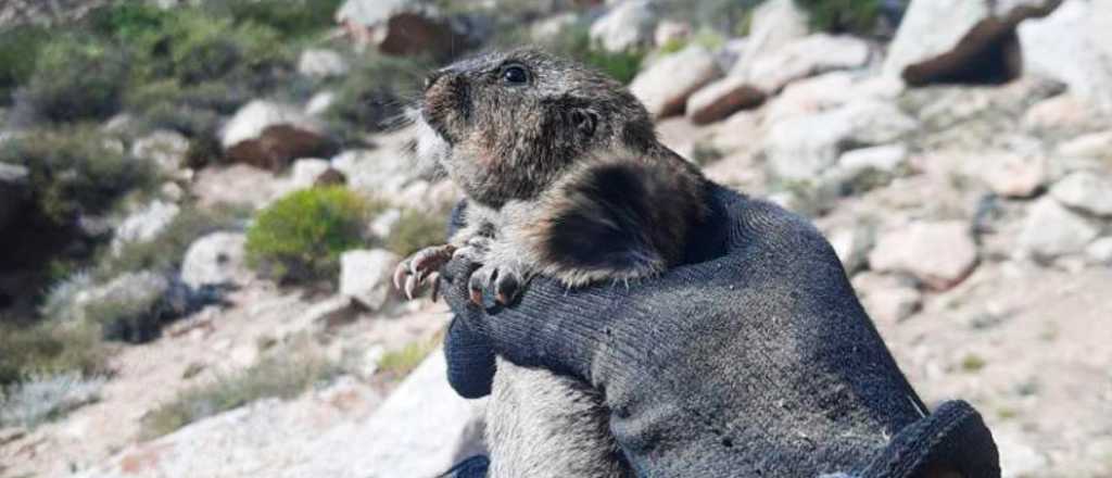 Descubrieron una nueva especie de roedor en Mendoza