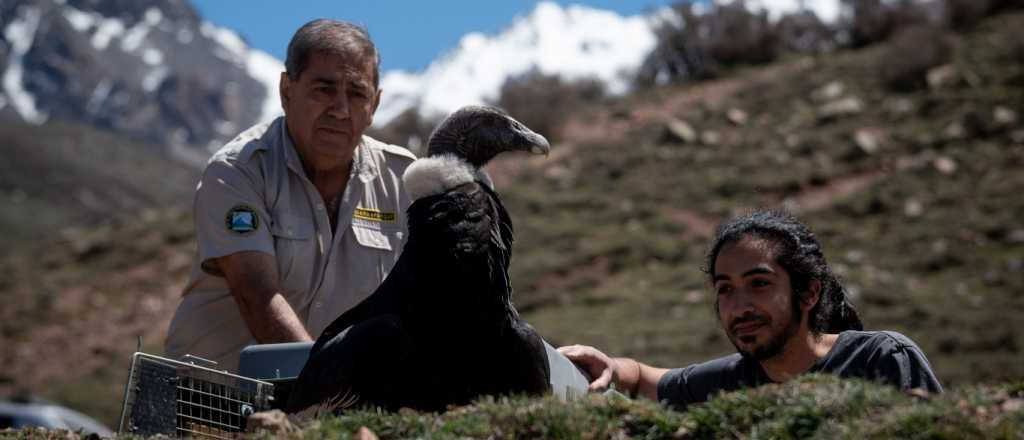 Video: así reinsertaron un cóndor andino que fue rescatado en San Rafael