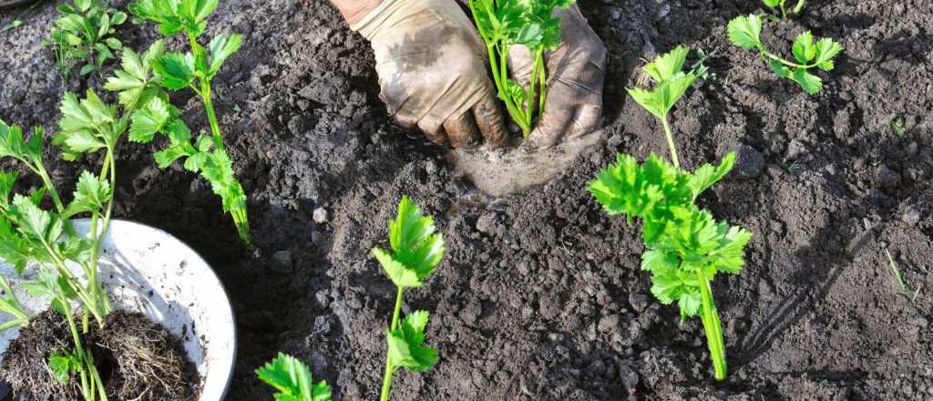 Cuál es la mejor época del año para plantar apio en tu jardín