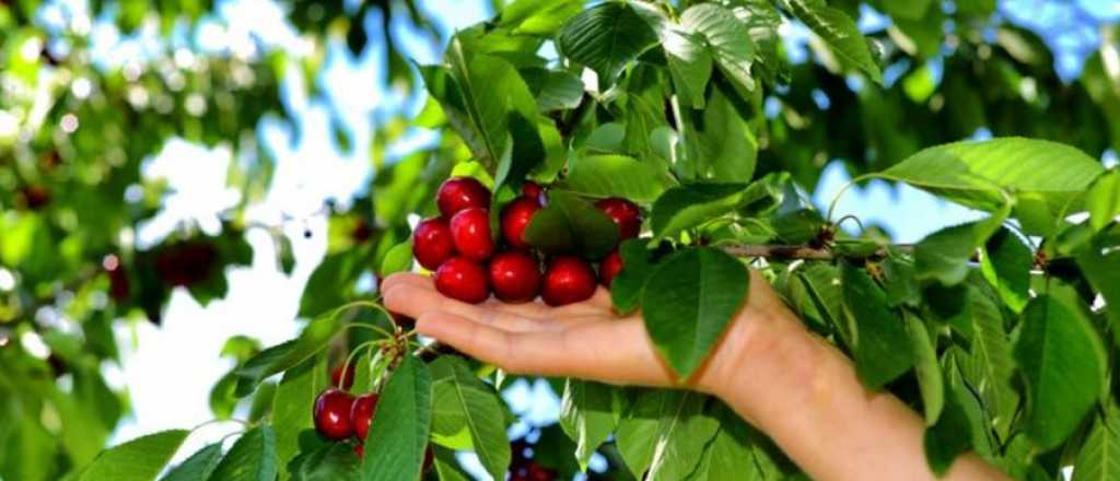 Cuál es la mejor época del año para plantar un cerezo en tu jardín