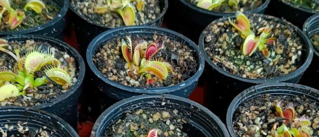 Cómo alimentar y cuidar una planta carnívora