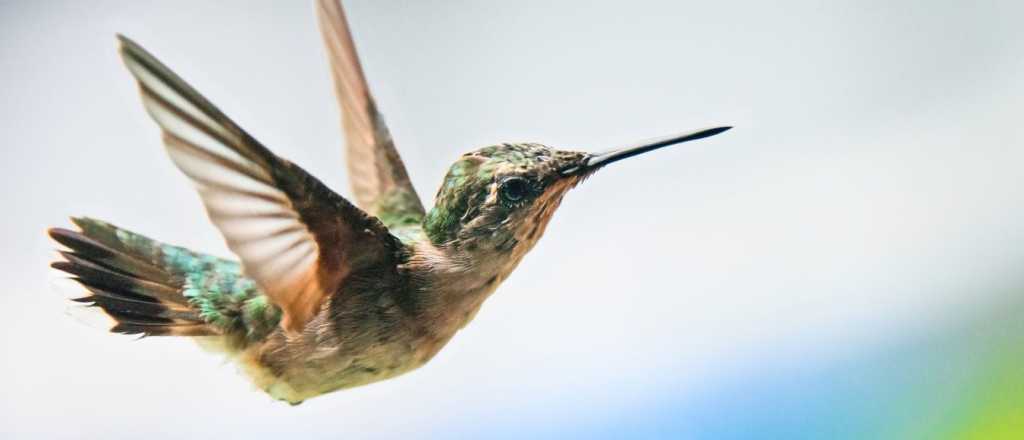 ¿Qué significado tiene la visita de un Colibrí en nuestro hogar?