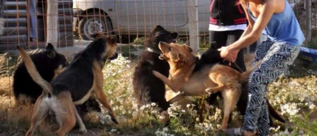 Video: perros cimarrones matan conejos y gallinas en el Manzano Histórico