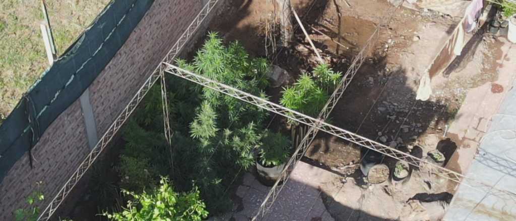 Filmaron con un drone un patio con plantas de marihuana y las confiscaron