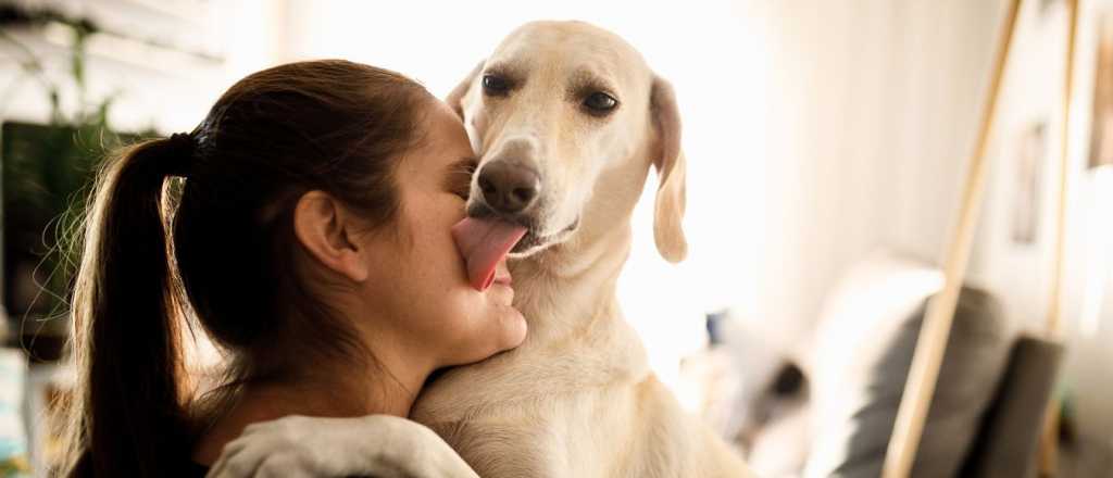 El truco más recomendado para calmar a tu perro antes de salir de casa