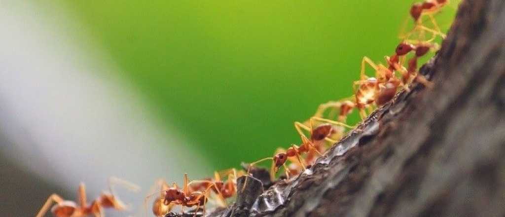 Cinco técnicas para controlar las hormigas en tu jardín